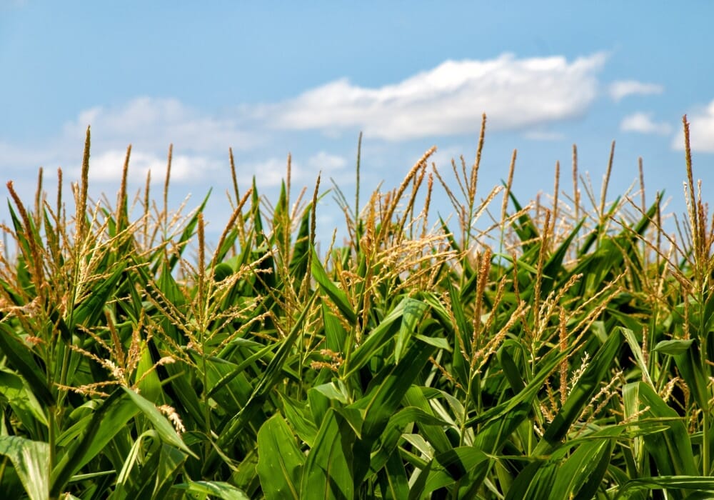 Dare vita a un frutteto Dal terreno alla burocrazia SLM Italia